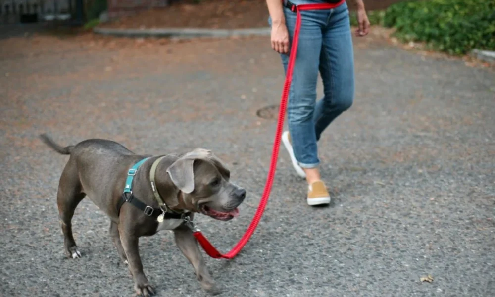 Dog Walks Easier