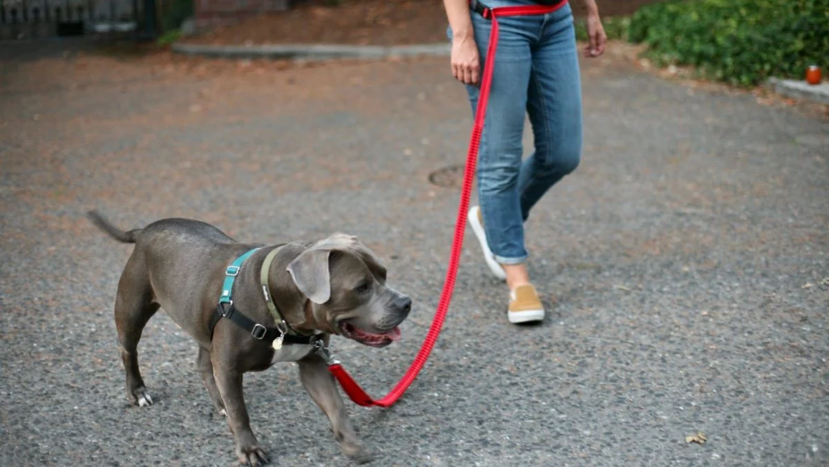 Dog Walks Easier
