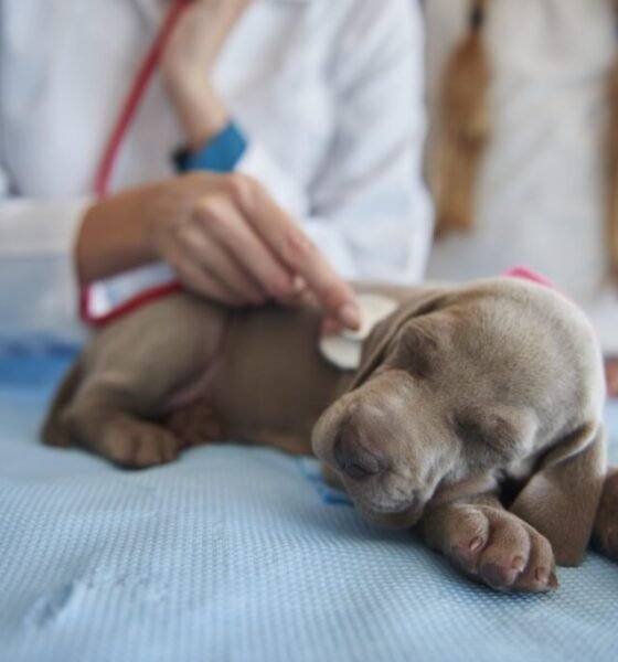 Pet Cancer Emergency