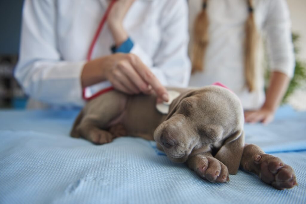 Pet Cancer Emergency